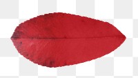 Autumn red leaf png, transparent background