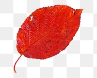 Red png dry leaf, transparent background