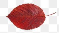 Red autumn leaf png, transparent background