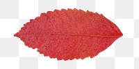 Fall red leaf png, transparent background