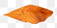 Brown png dry leaf, transparent background