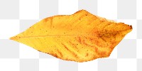 Oak wood leaf png, transparent background