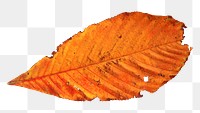 Golden Cherry leaf png, transparent background