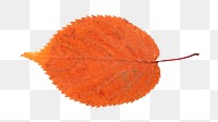 Orange png dry leaf, transparent background