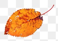 Brown png dry leaf, transparent background