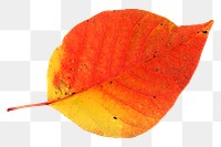 Red tree leaf png, transparent background