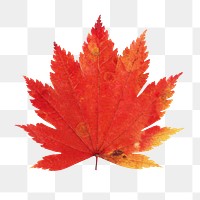 Dry maple png leaf, transparent background