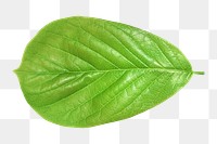 Green png spring leaf, transparent background