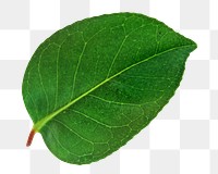 Dark green png leaf, transparent background