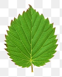 Green botanical leaf png, transparent background