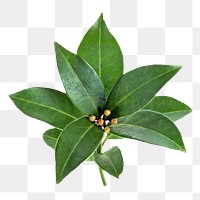 Botanical green plant png, transparent background