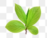 Green tree leaves png, transparent background