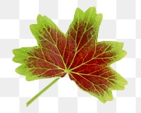 Green leaf png, transparent background