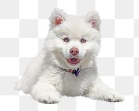 White dog png collage element, transparent background