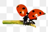 Red ladybug png, design element, transparent background