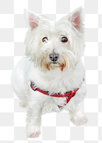 White terrier png, cute dog, design element, transparent background