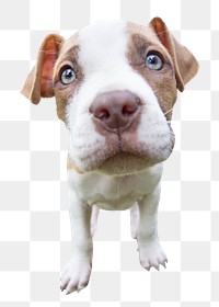 Bulldog face png, design element, transparent background