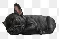 Black puppy png collage element, transparent background