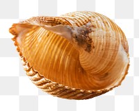 Sea shell png, design element, transparent background