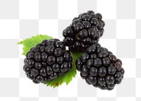 Black currant png, transparent background