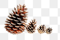 Png pine cones, isolated image, transparent background