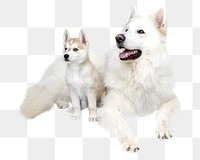 White dogs png collage element, transparent background