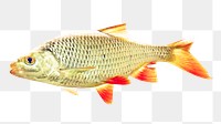 Yellow angelfish png, design element, transparent background