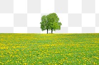 PNG Lone tree in flower field border, transparent background