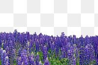 PNG Purple lupine flower field border, transparent background
