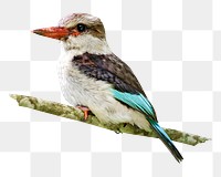 Kingfisher bird png, transparent background