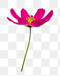 Pink cosmos png flower image, transparent background