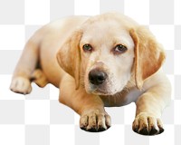 Labrador puppy png, cute dog, design element, transparent background