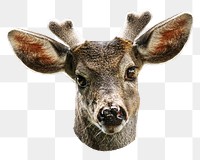 Deer head png collage element, transparent background