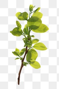 Tree leaves branch png, transparent background