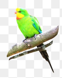 Green parrot png, transparent background