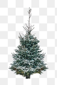 Png snowy pine tree, isolated image, transparent background