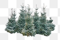 Png snowy pine tree, isolated image, transparent background