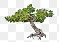 Png wavy nature tree, transparent background