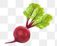 Red beetroot vegetable png, transparent background