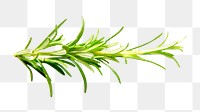 Cooking rosemary herbs png, transparent background