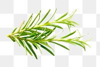 Fresh rosemary herbs png, transparent background