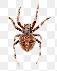 Spider png collage element, transparent background