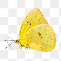 Yellow butterfly png, transparent background