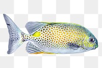 Exotic fish png, design element, transparent background