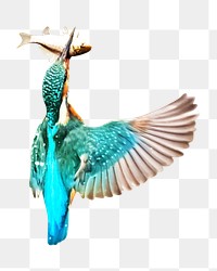 Kingfisher bird png, transparent background