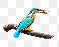 Kingfisher bird png, transparent background