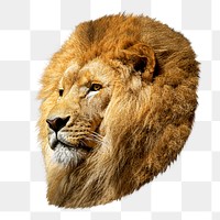 Male lion png, design element, transparent background