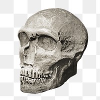 Human skull png history fossil, transparent background