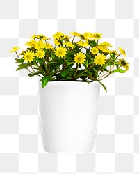 Potted yellow flower png, transparent background