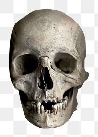 Png human skull, isolated object, transparent background